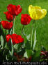 Photos of Tulips